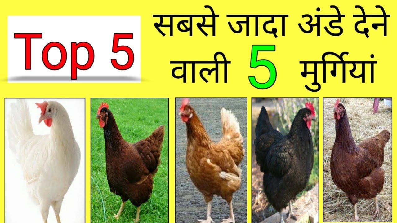 BV 300, BV 380 chicken, RIR murgi farm, Black Australorp chickens, Gramapriya chicken breed |