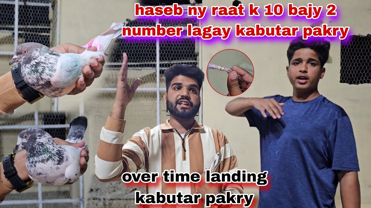 Haseeb ny raat k 10 bajy 2 kabutar number lagay pakry😵kise k bahadur kabutar vip