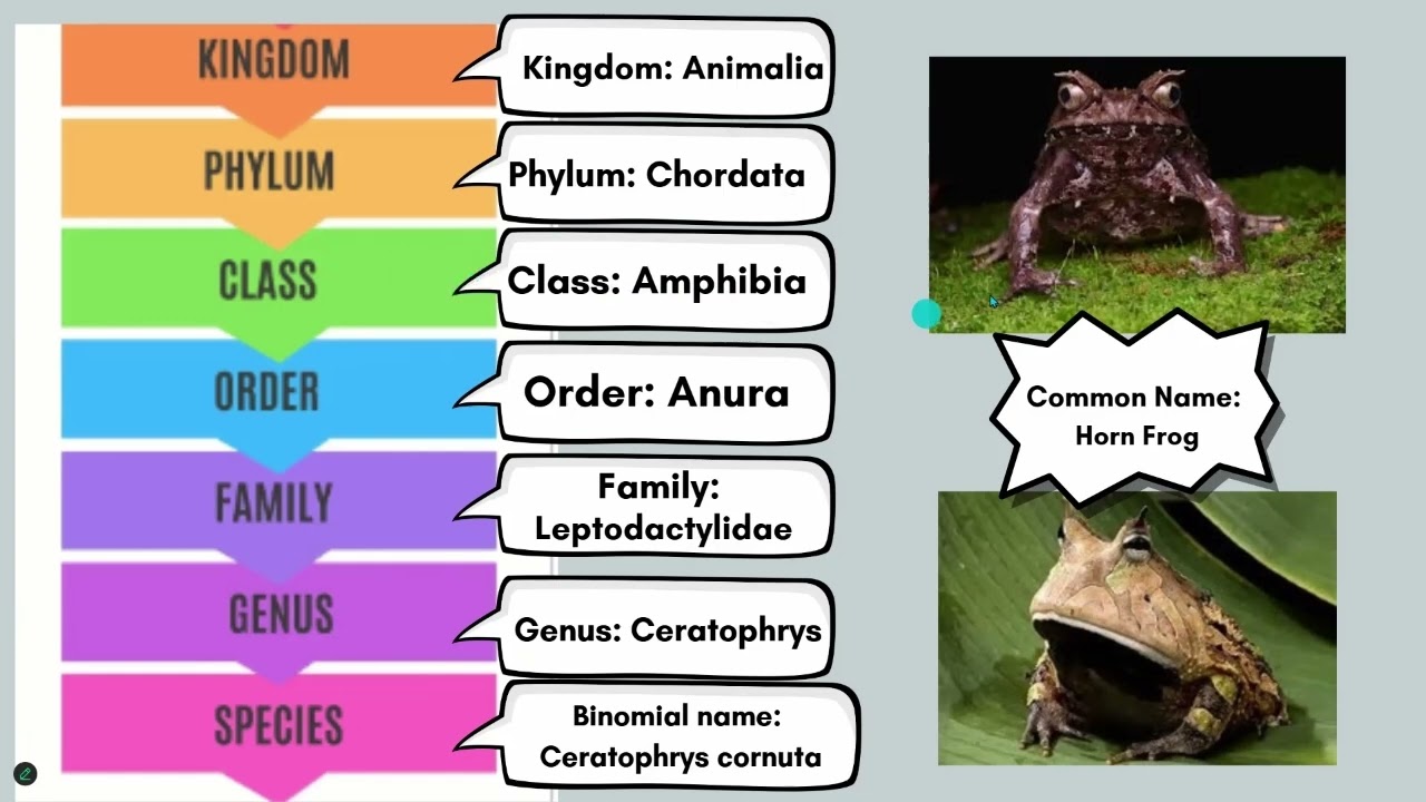 intro to taxonomy