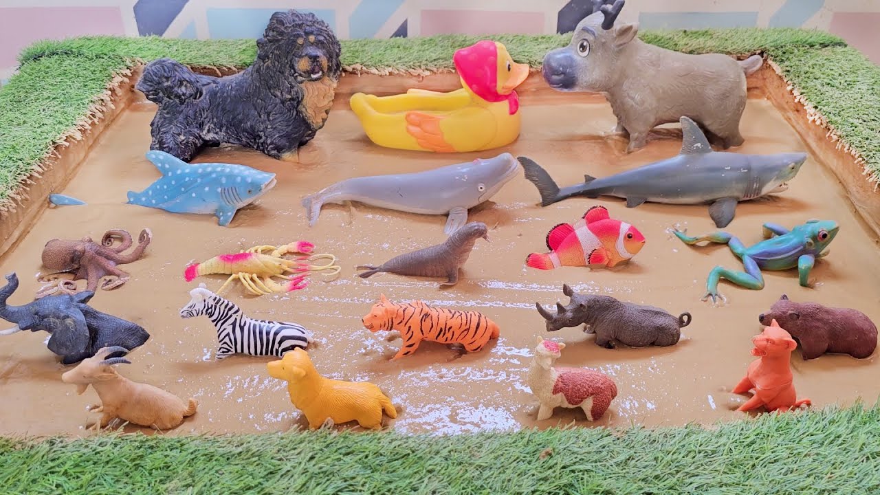 Forest & Ocean Wonders: An Exciting Journey Through Jungle and Ocean Creatures!
