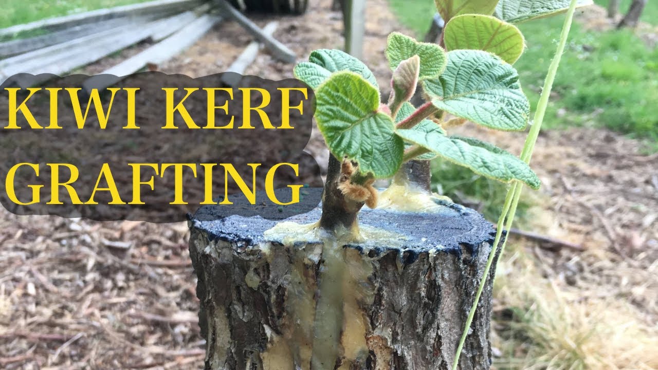 KERF GRAFTING KIWI - the Scionon way