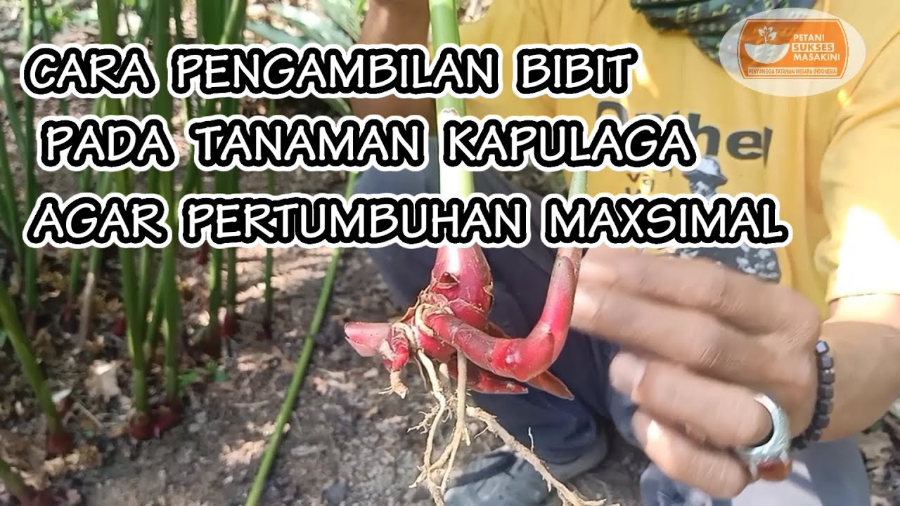 CARA PENGAMBILAN BIBIT KAPULAGA