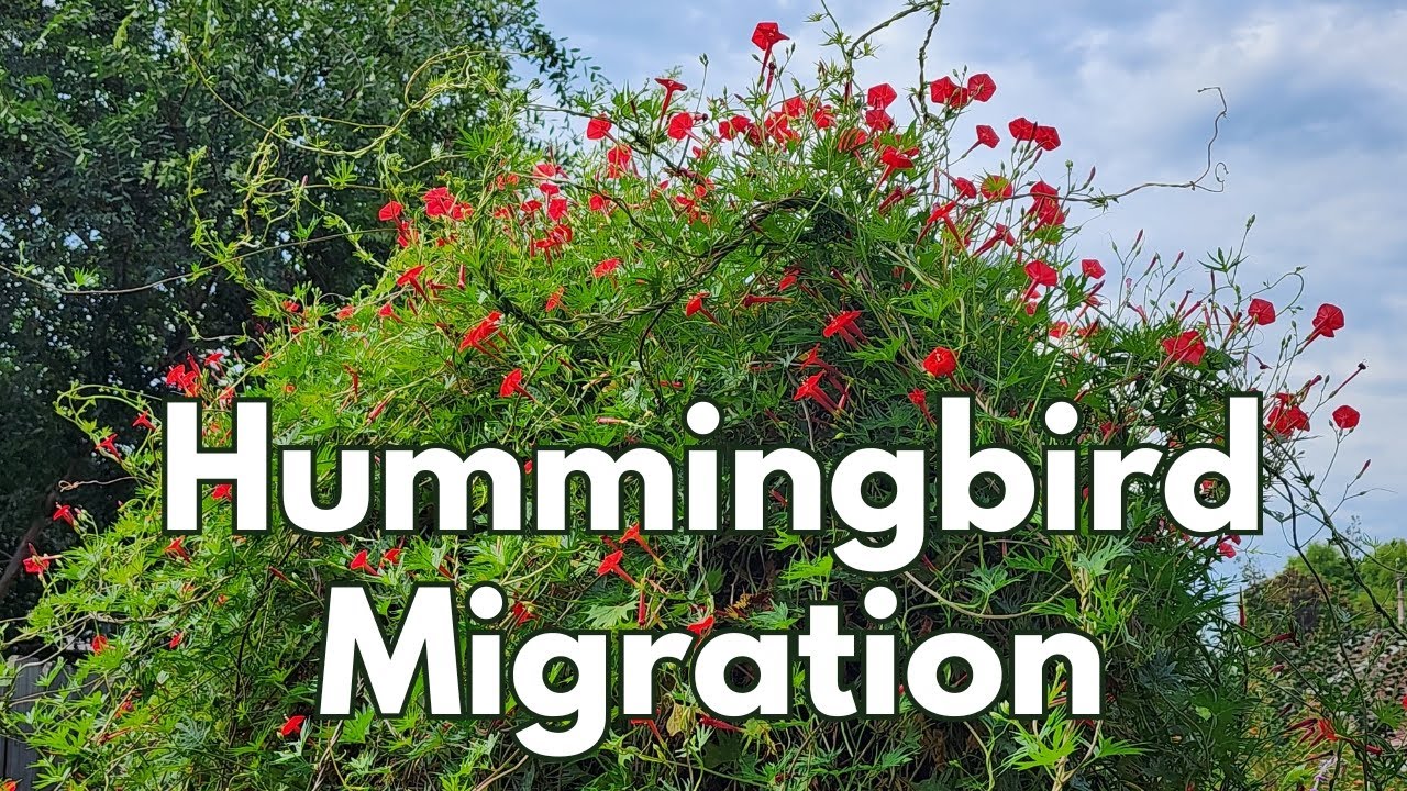 Hummingbird migration! Fall 2025  | Texas Gulf Coast Zone 9b | #butterfly #hummingbird #pollinators