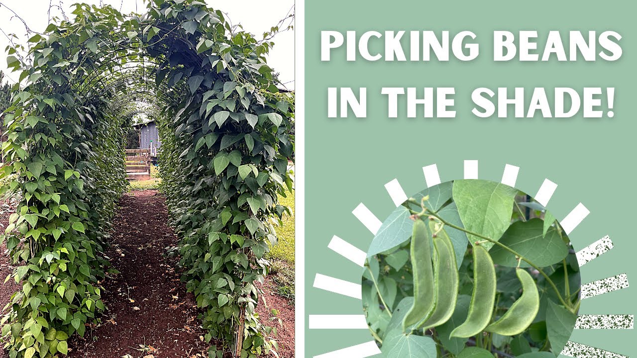 THE ULTIMATE POLE BEAN TRELLIS! -- *FULL GARDEN TOUR*