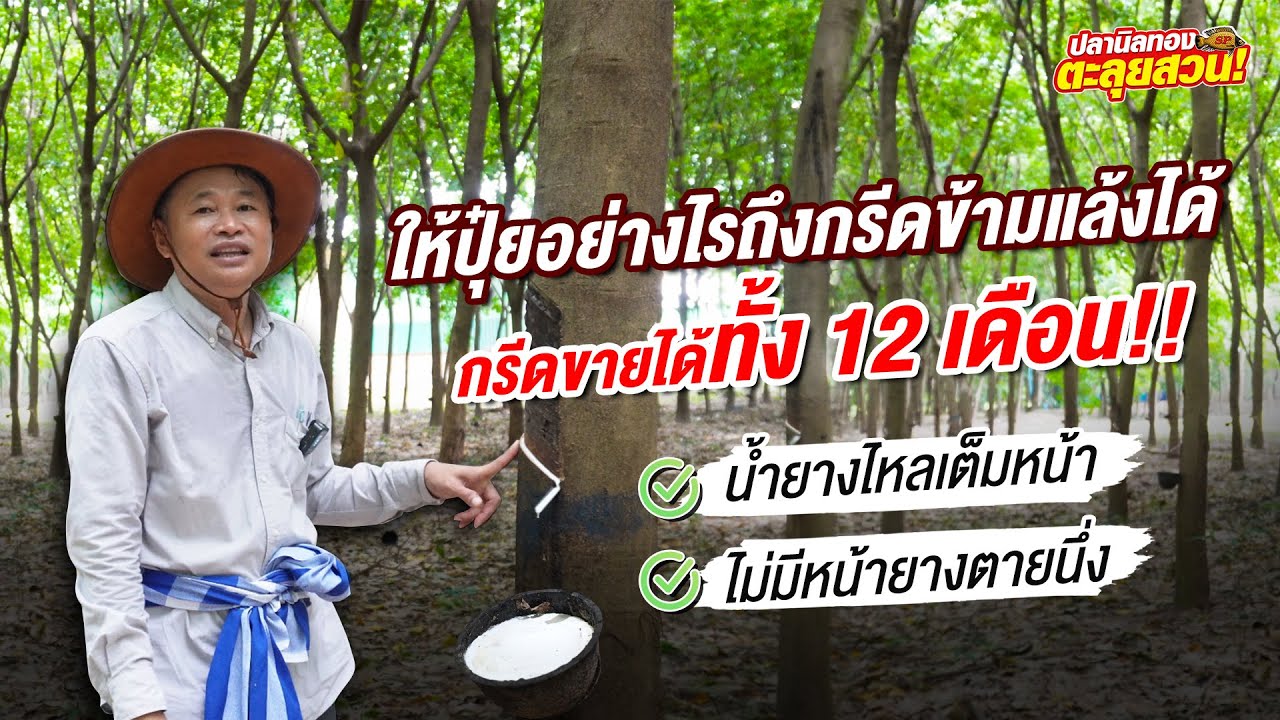 ตะลุยสวน EP.85 เทคนิคบำรุงสวนยางให้กรีดขายได้ทั้ง12เดือน