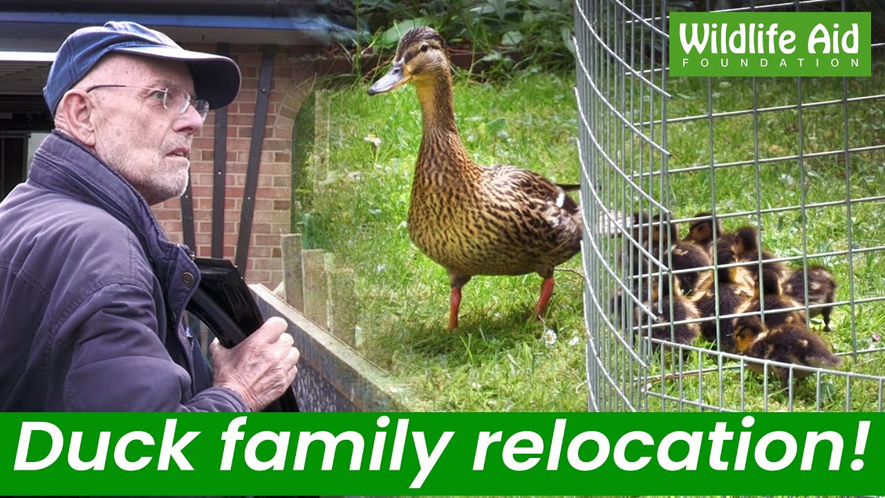 Duck and her ducklings helped to safety!
