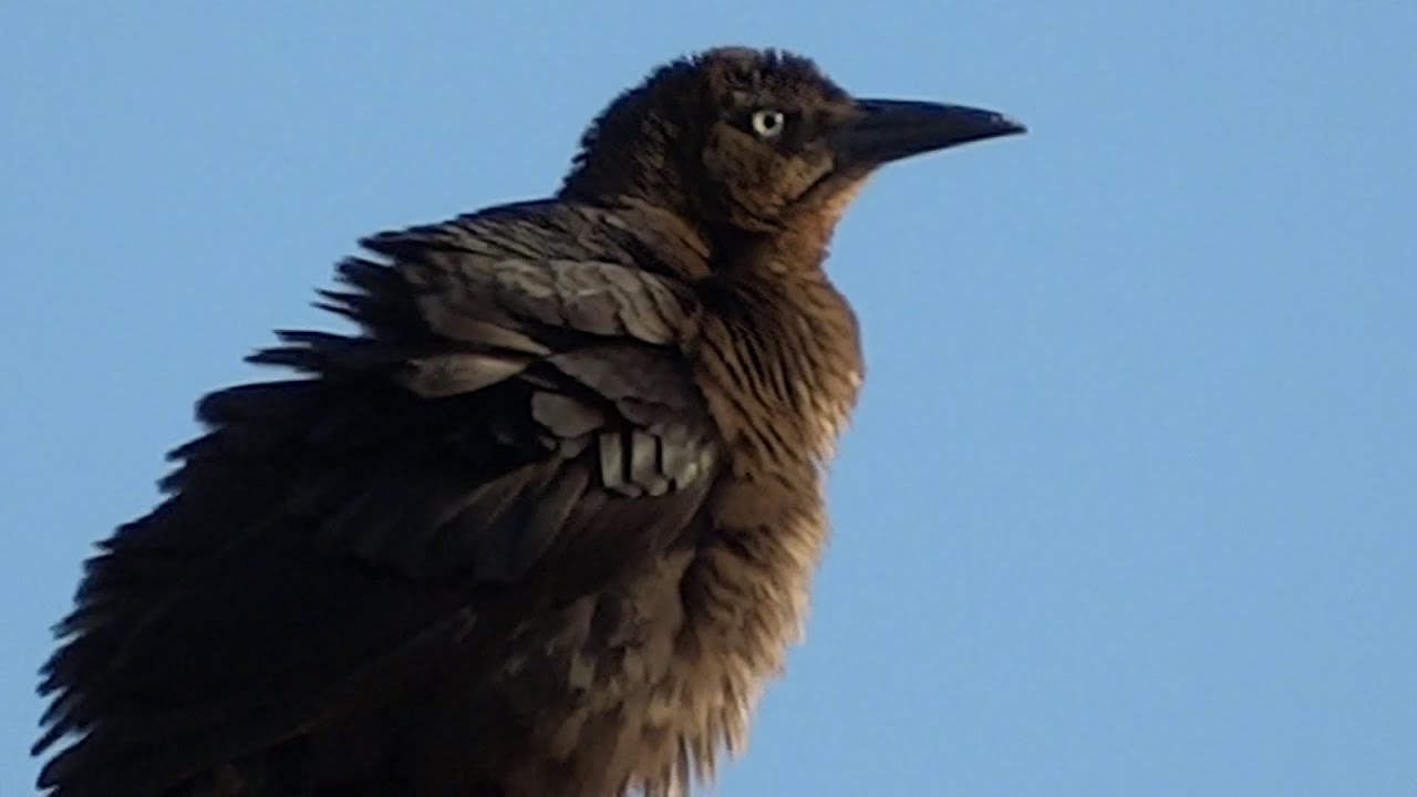 El Zanate una de las aves mas inteligentes y evolucionadas.