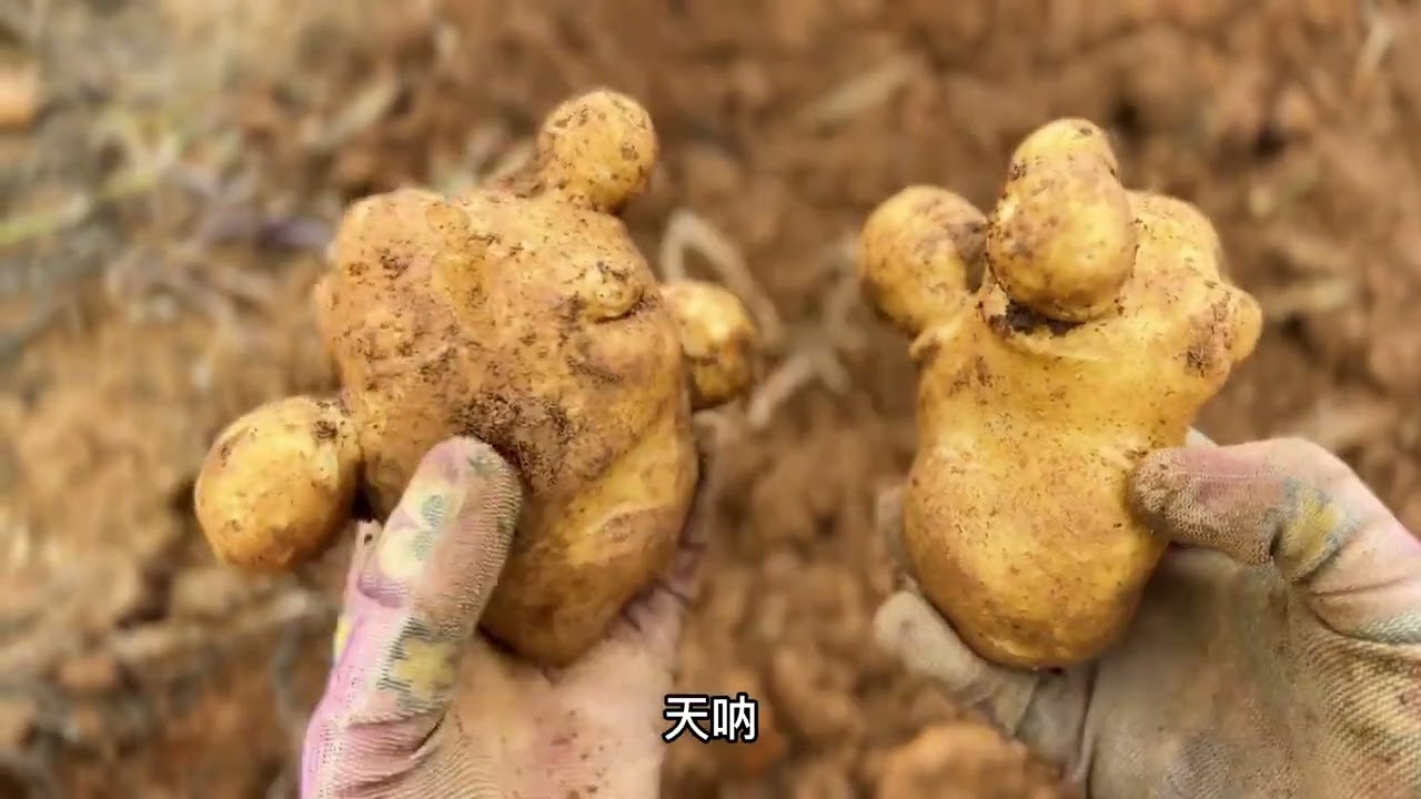 最近收到很多朋友的私信，说想吃我家的老品种洋芋了，今天就给他们安排上#乡村守护人 #挖洋芋 #真实的农村生活 #三农 #秋收