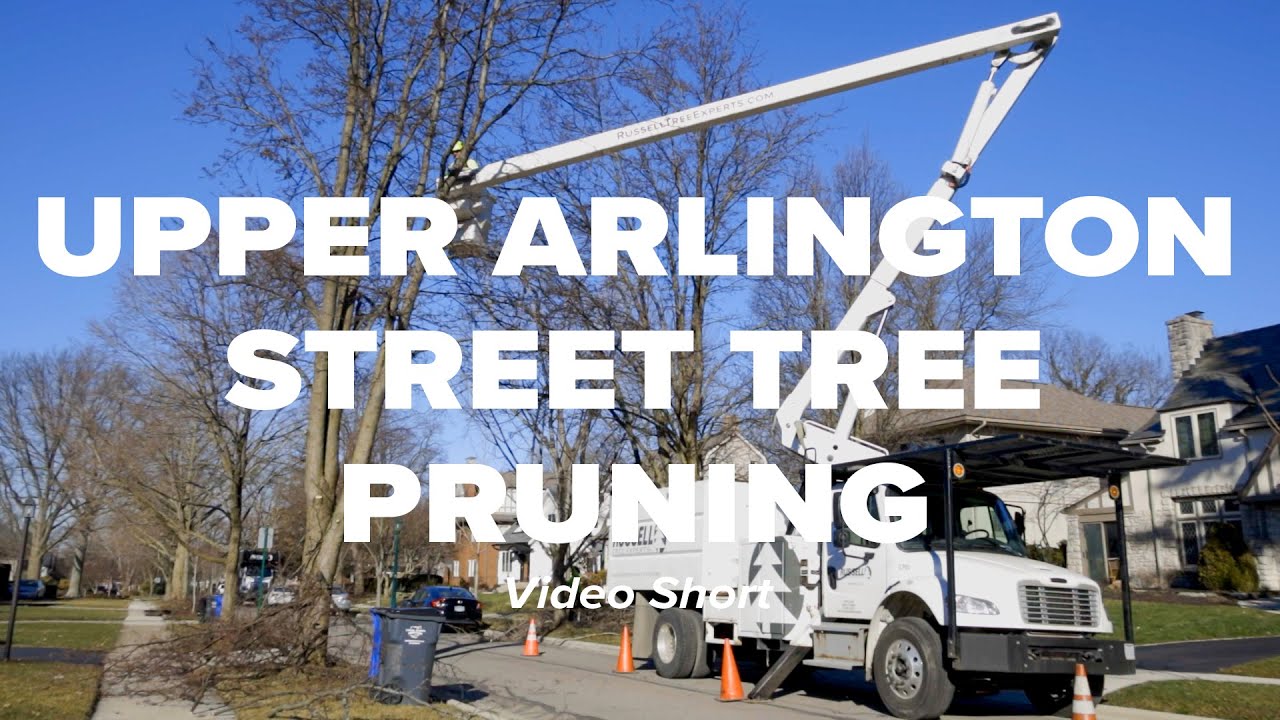 Upper Arlington Street Tree Pruning Short