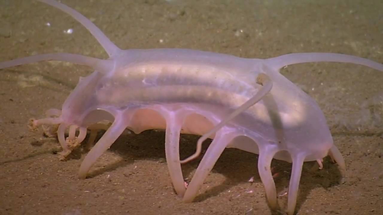 Sea Pig Slow Dance