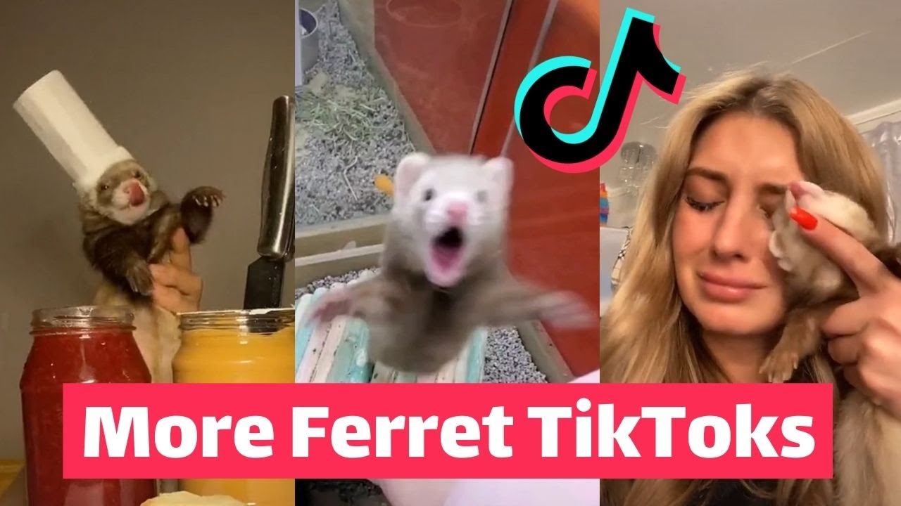 ХОРЬКИ захватывают TikTok | САМОЕ СМЕШНОЕ в тренде