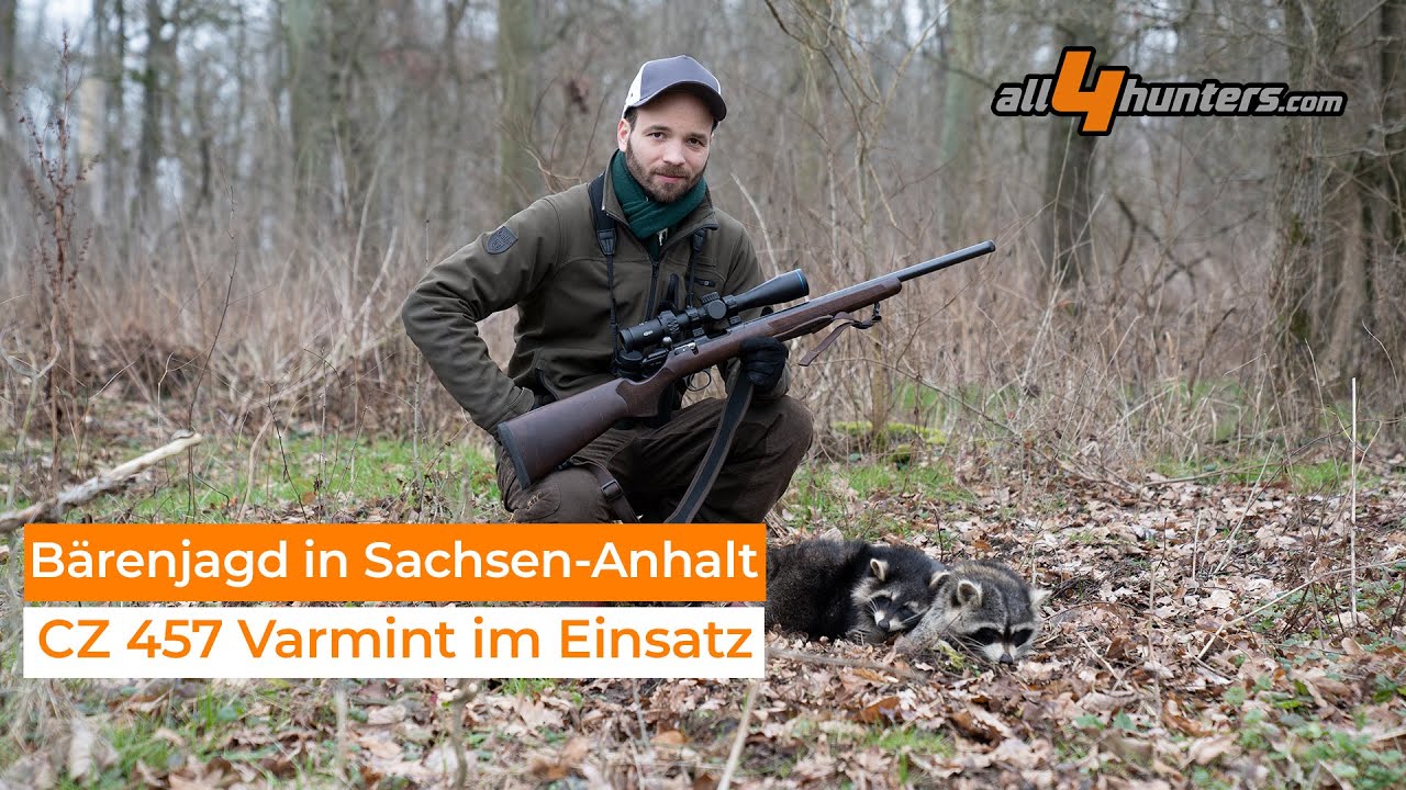 Bärenjagd in Sachsen - Anhalt - Mit der CZ 457 Varmint auf Waschbären