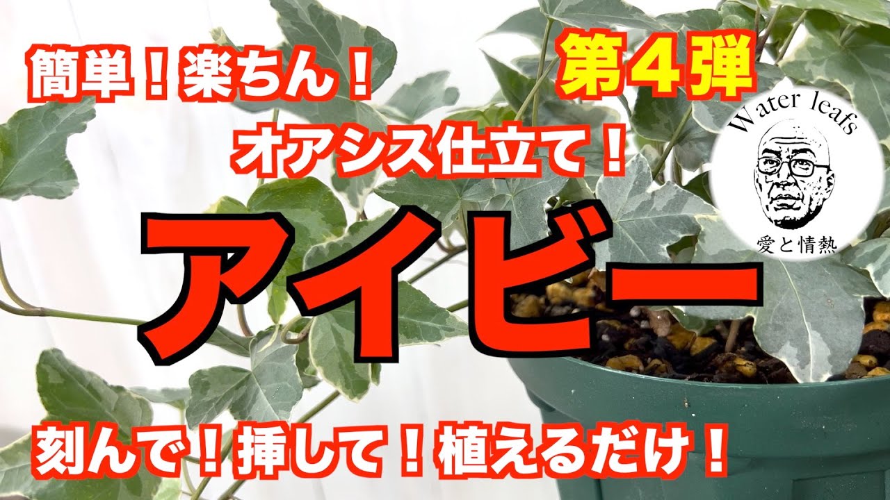 【オアシス仕立て第４弾】簡単！楽ちん！アイビーです！