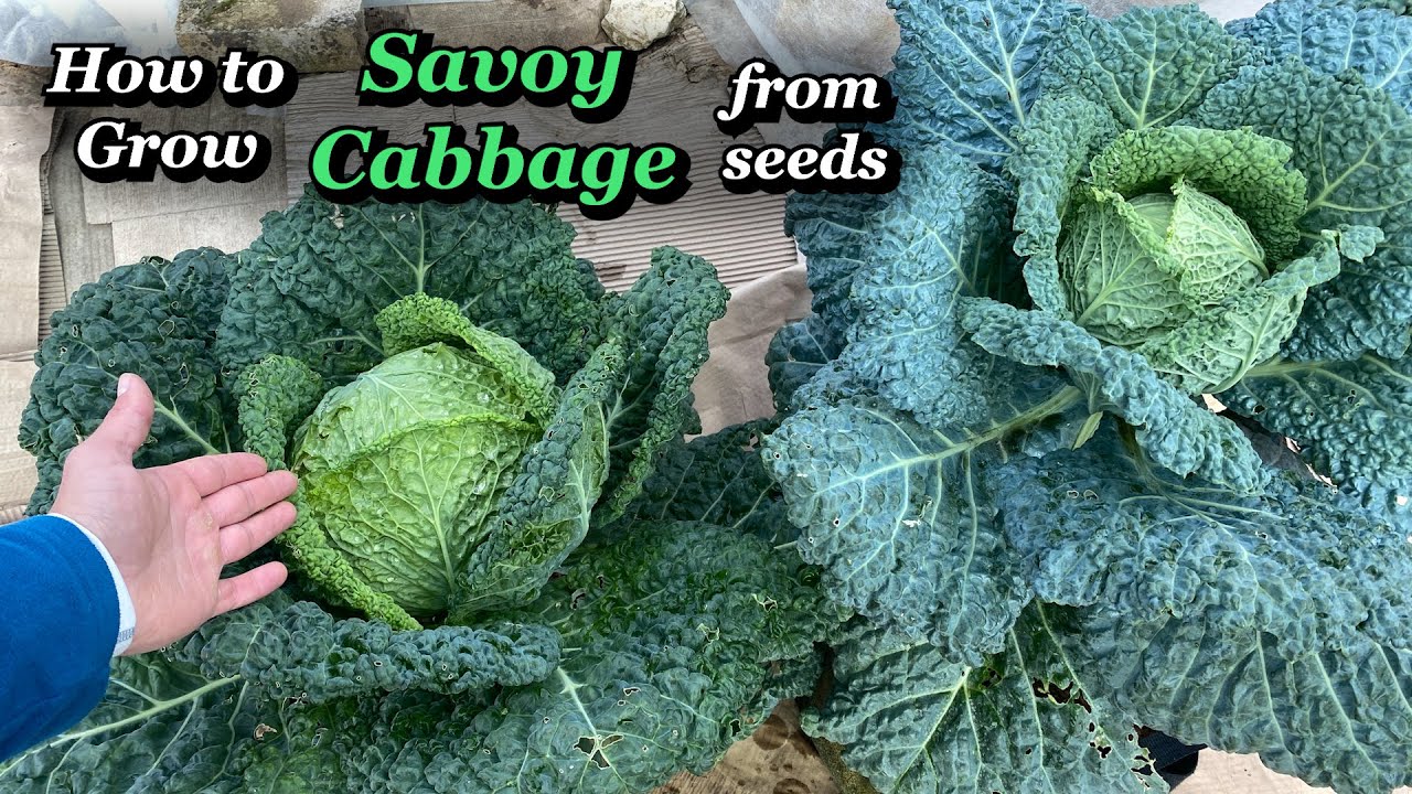 Growing Savoy Cabbage from Seed to Harvest
