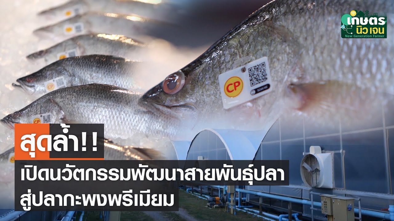 นวัตกรรมพัฒนาสายพันธุ์ปลา สู่ปลากะพงพรีเมียม | เกษตรนิวเจน