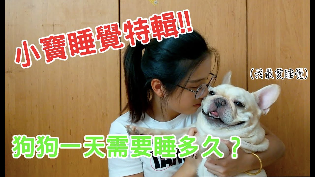 法鬥小寶日常｜小寶睡覺特輯！狗狗一天要睡多久？