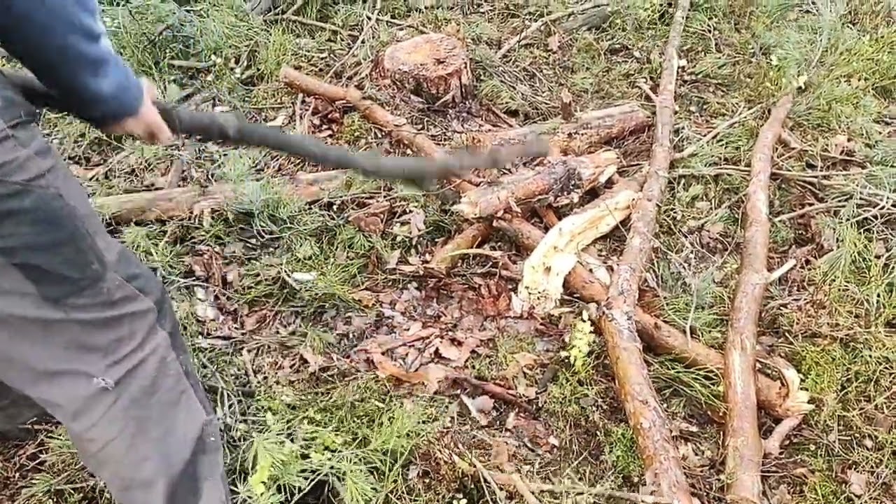 drzewo samo wyrób