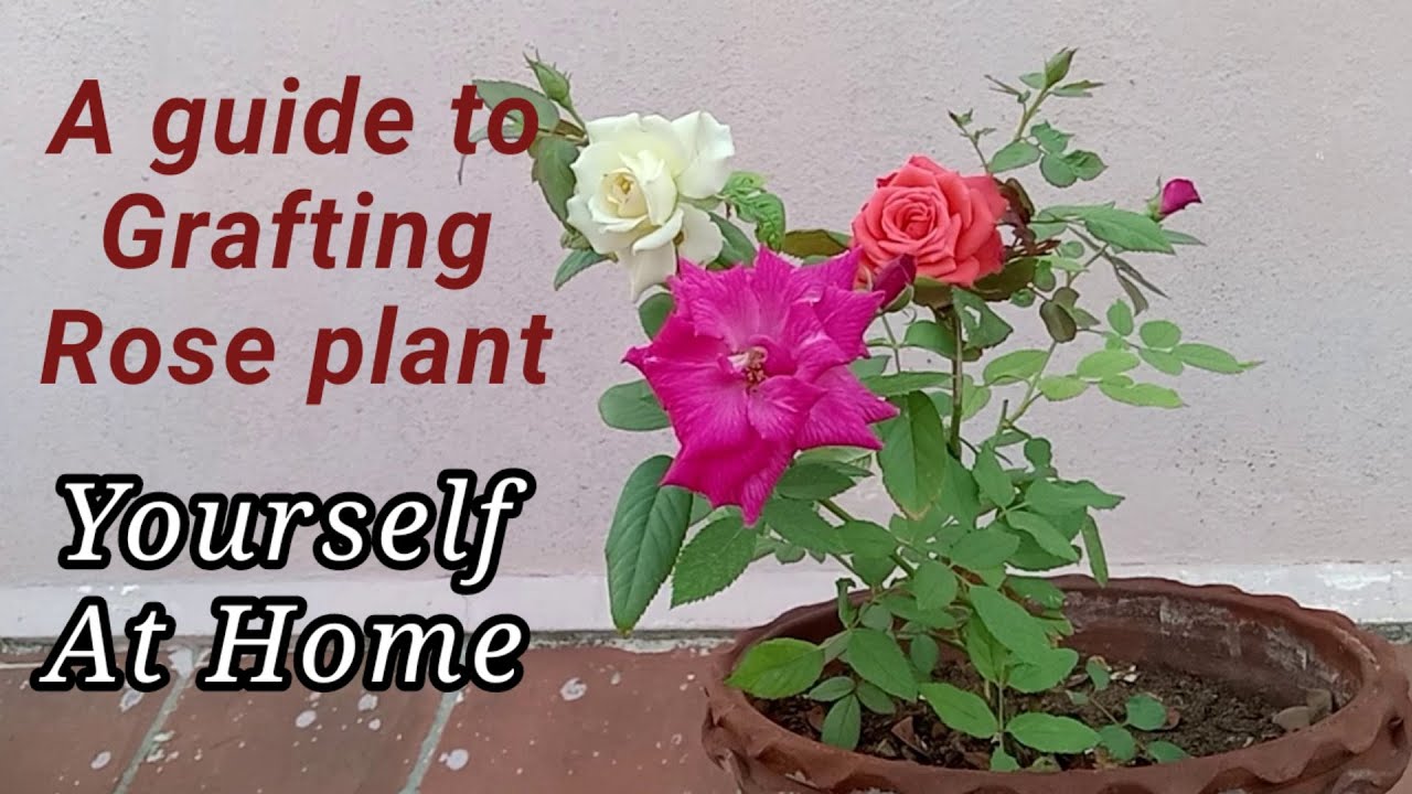 1.Grafting Roses