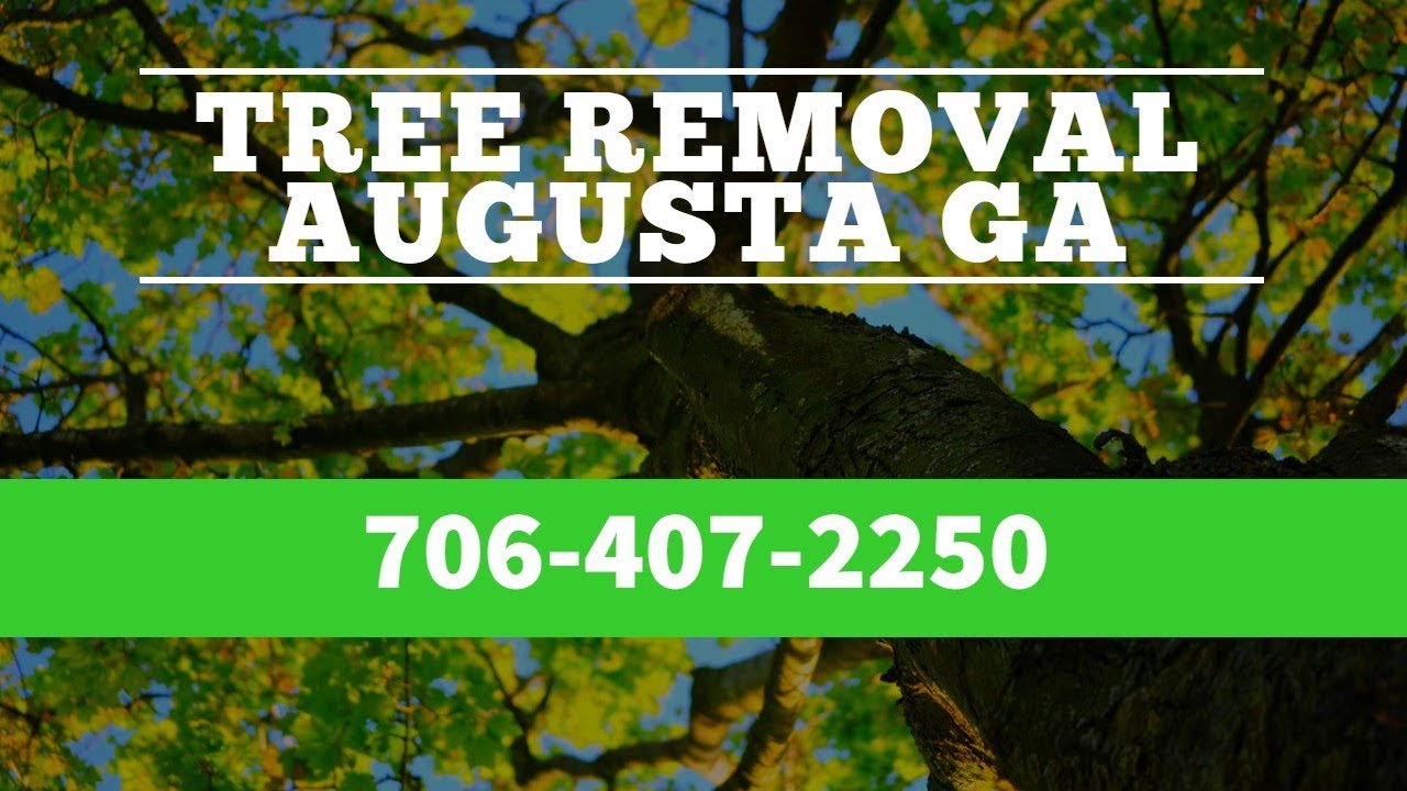 Pine Tree Removal Cost Augusta GA | Local Tree Service