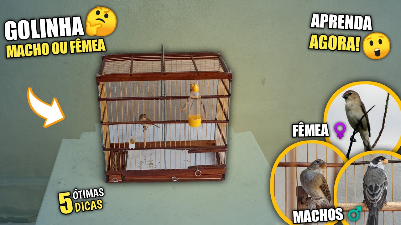 Golinha MACHO ♂️ Ou FÊMEA♀️ | Como saber (5 Maneiras)