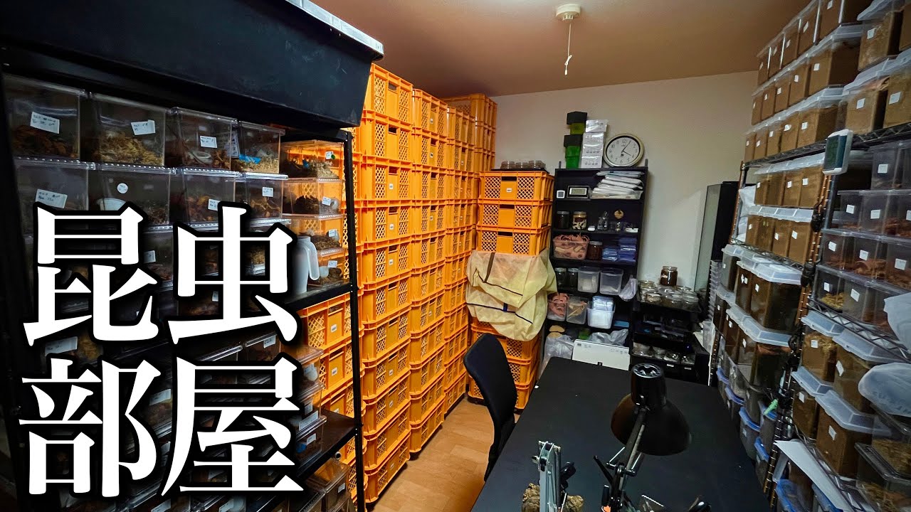 ６畳半で1000匹以上のクワガタを飼育する部屋の紹介【クワガタ飼育】