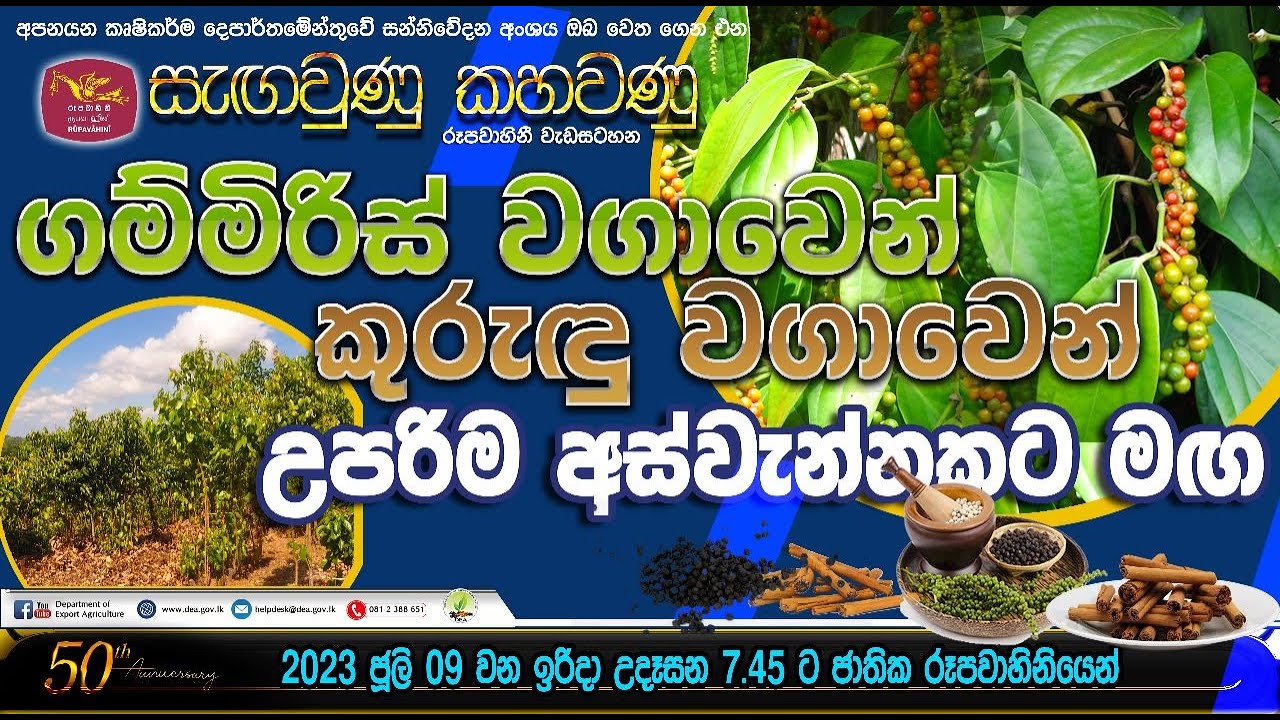 ගම්මිරිස් වගාවවන් කුරුඳු වගාවවන් උපරිම අස්වැන්නකට මඟ