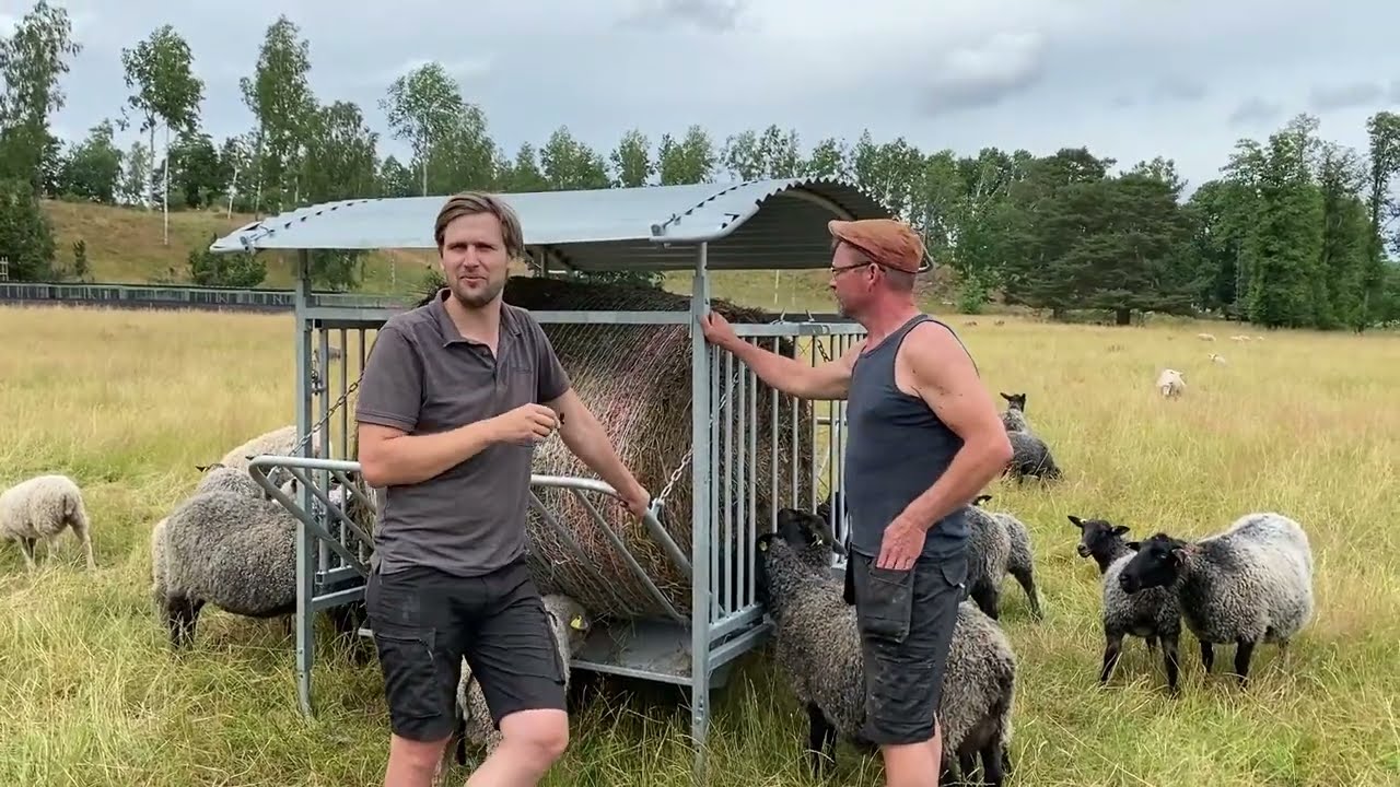 På besök i hagen hos fårbonden Jean Frick