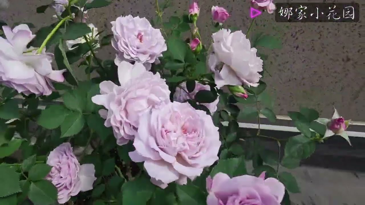 霁色月季——这幅清冷的画，今年开得更热闹了一些Jise Rose - This cool painting has become even more lively this year