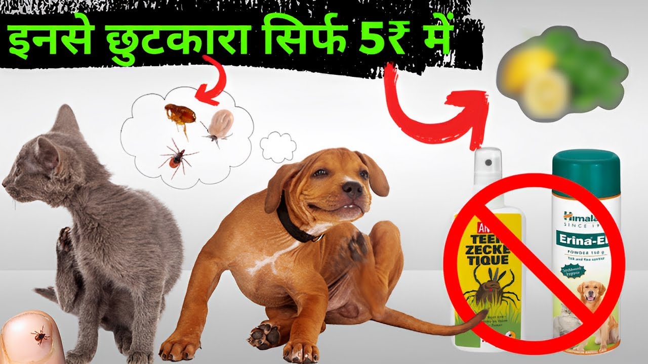 Best Way To Remove Ticks From Dogs | How to fix ticks problem in dogs @sourshy