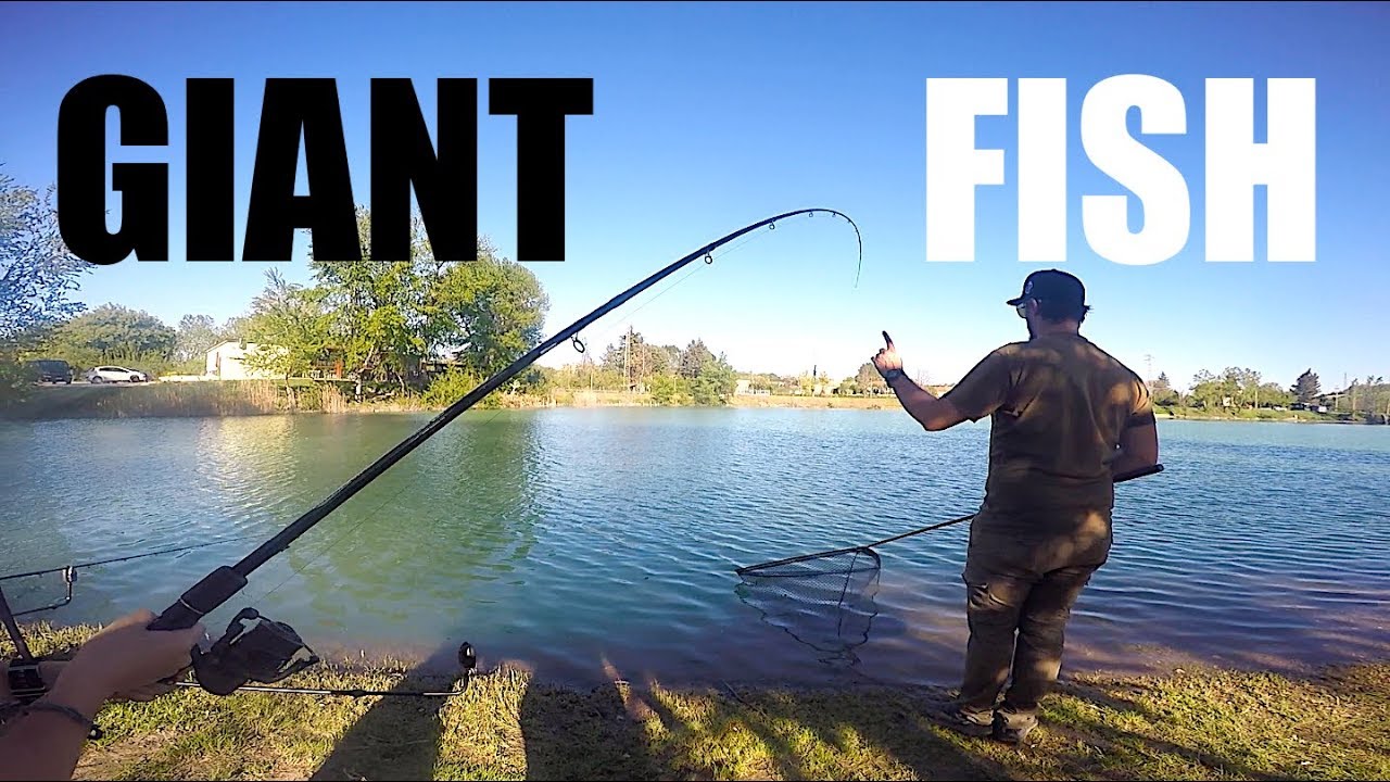 Hai mai pescato a Feeder? Carpe giganti, Amur, Pesce Gatto e una Tartaruga!