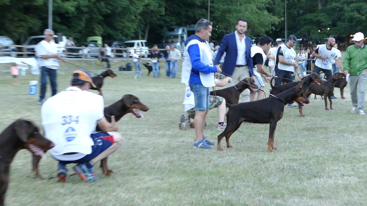 AIAD 2017 - Brown Females Final - the-dobermann.com