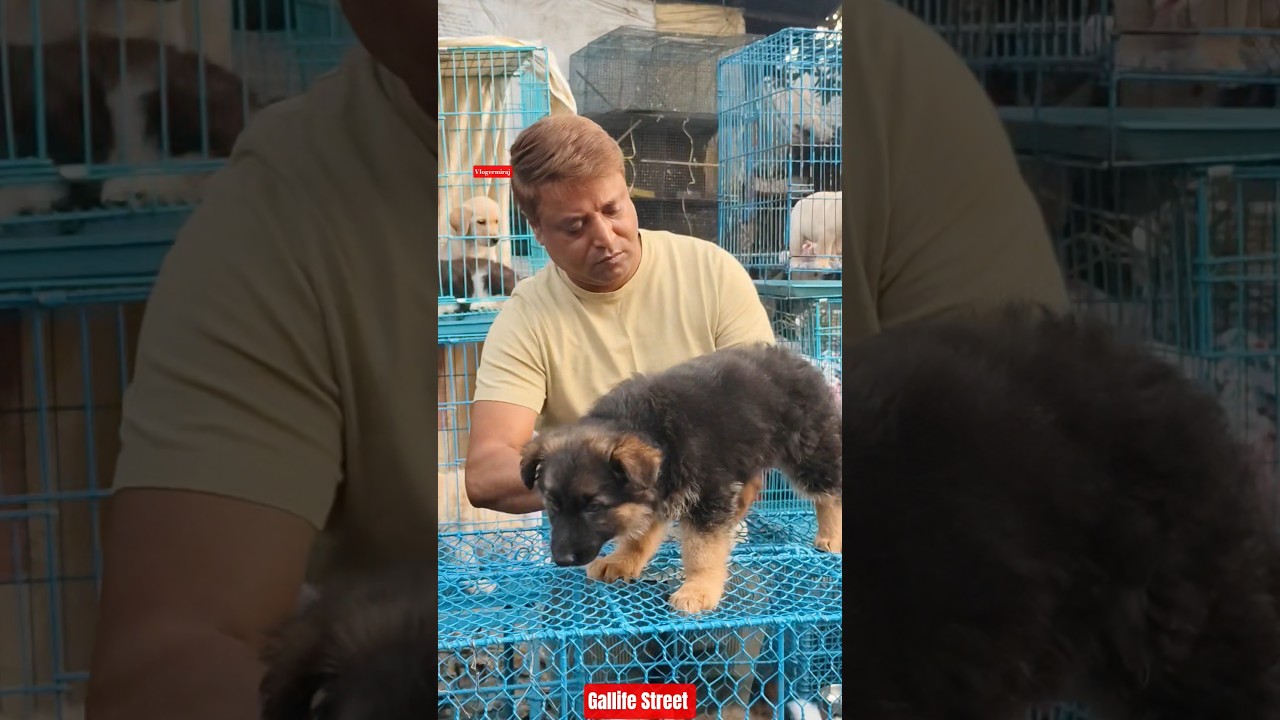 Pet Market Kolkata 😍/lowest price puppy dog/Gallif Street dogs #shorts #viral #dog #dogs #doglover