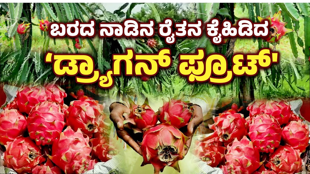 ಅತಿ ಸುಲಭವಾಗಿ ಅತಿ ಹೆಚ್ಚು ಲಾಭ ಕೊಡುವ ಕೃಷಿ ಇದು  | Dragon Fruit