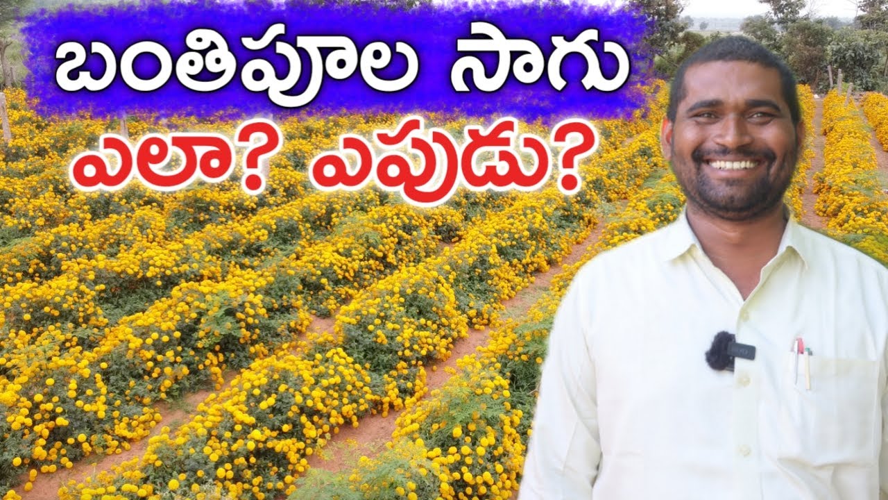 Marigold Cultivation Details | Marigold Cultivation | Rythu Badi