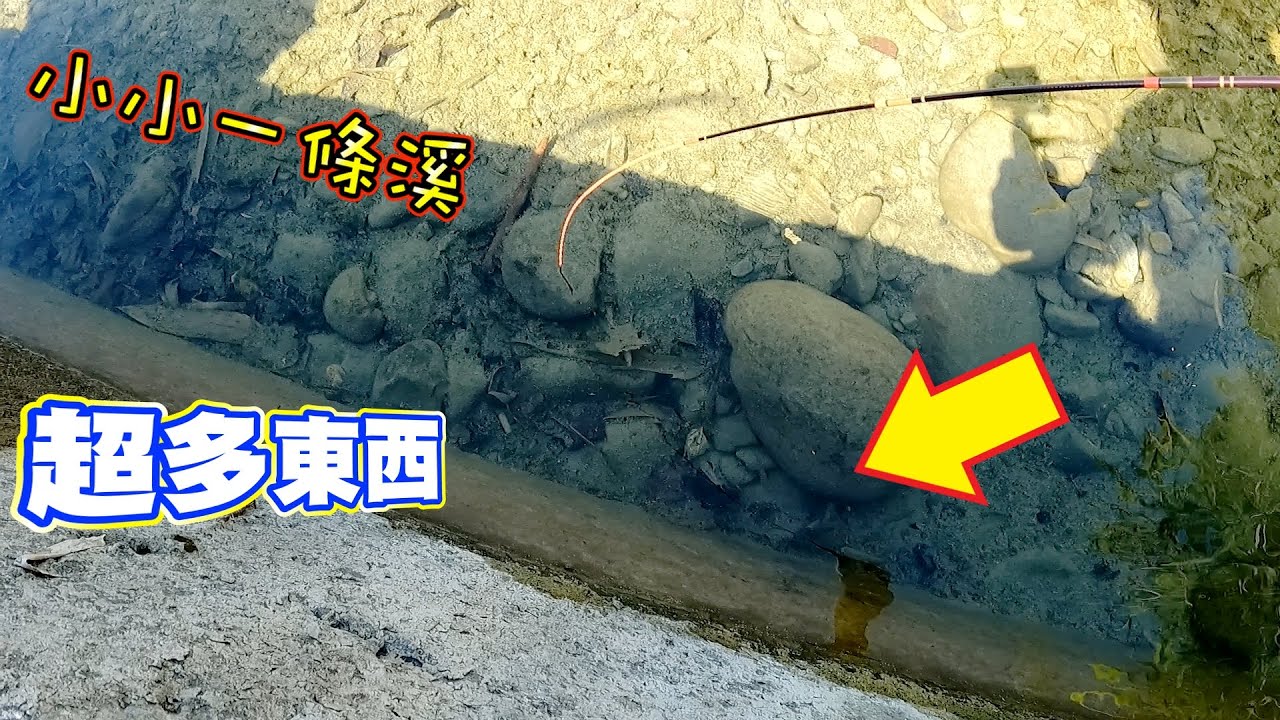 想要養魚怎麼辦？直接到溪邊釣魚回家養～沒想到朋友介紹的秘點這麼豐富精彩！釣到不想離開！