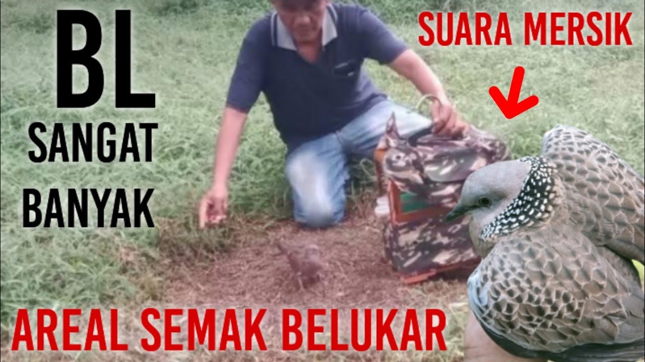 Areal Semak Belukar || Ternyata Tekukurnya Ribuan || Surganya Para Pemikat