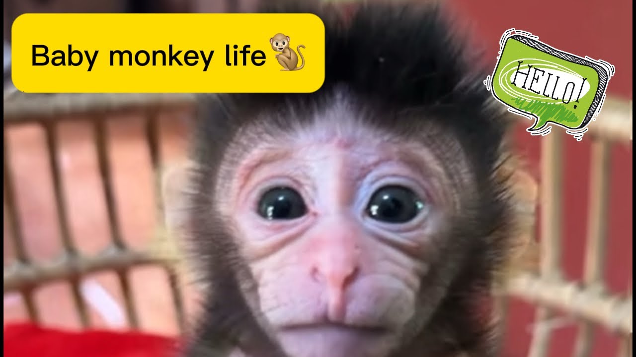 Baby monkey life🐒