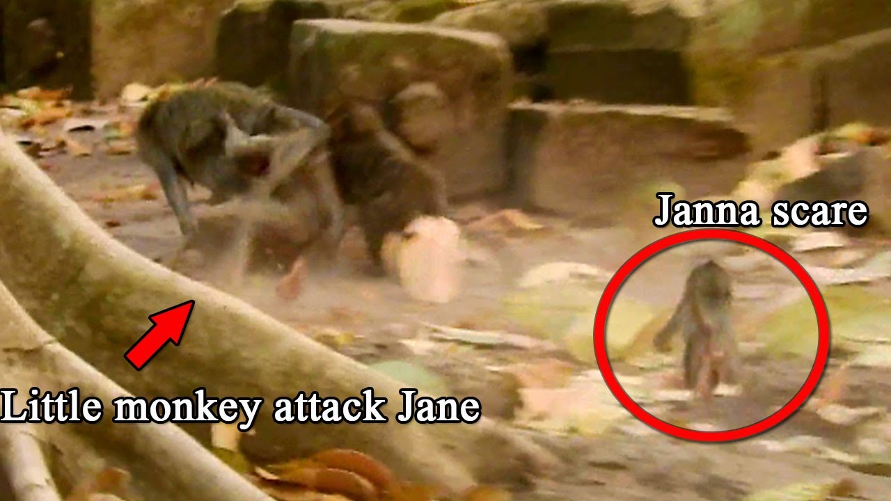 Why little monkey run to bite Jane? Jana very scare in this situation, Jane run escape from its