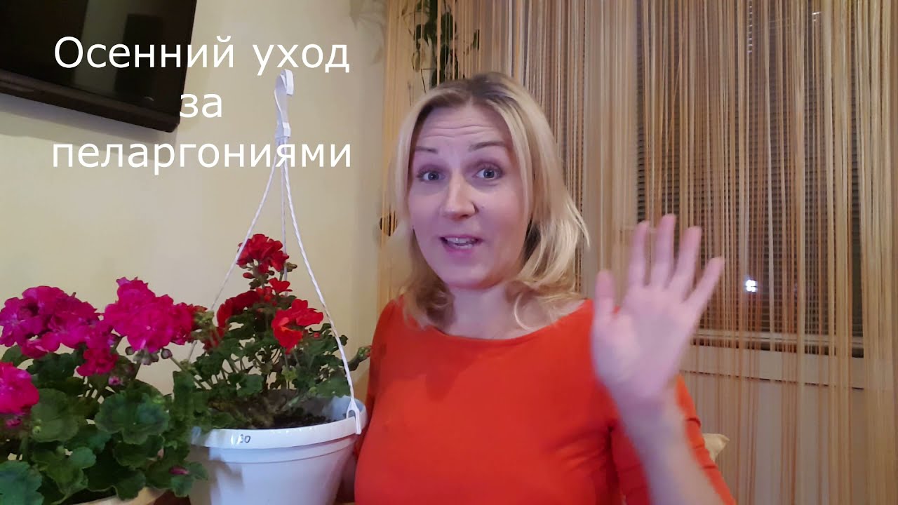 Как обрезать пеларгонию.Цвести будет шапкой