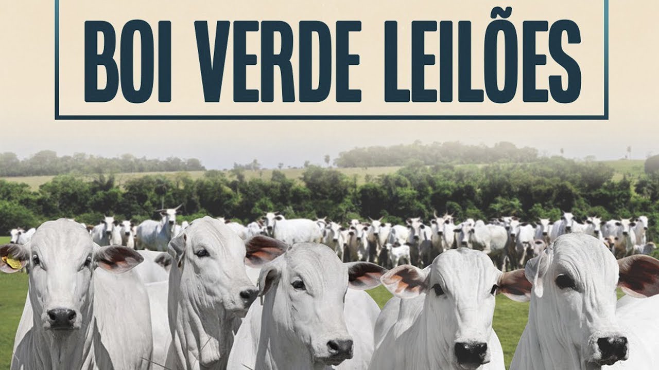 LEILÃO  GADO DE CORTE-  BOI VERDE - SANTA TEREZINHA DE GOIÁS