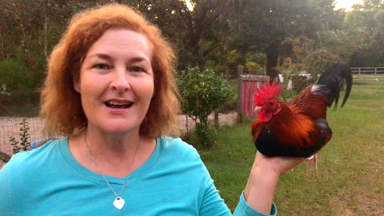 The Truth About Chickens and Salmonella