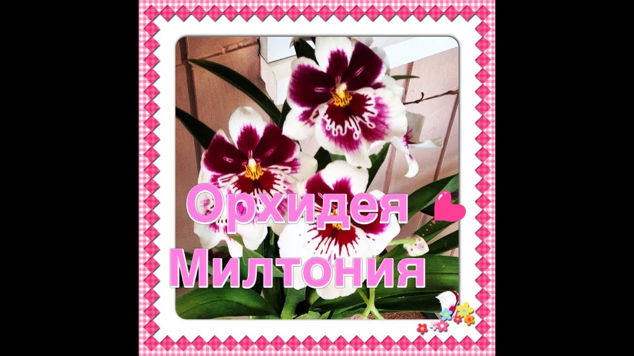 Орхидея МИЛЬТОНИЯ / Miltonia