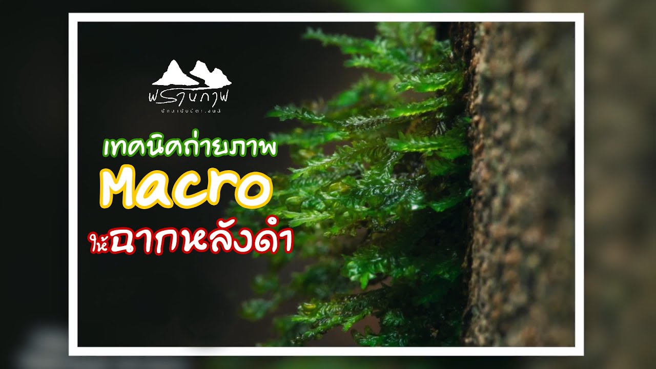 สอน ถ่ายรูป :: พรานภาพ EP 21เทคนิคถ่ายภาพ Macro ให้ฉากหลังดำ