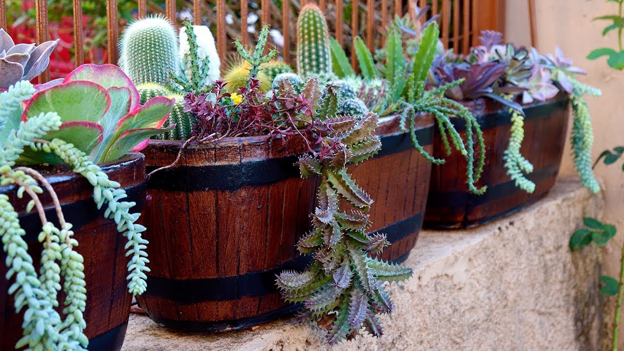 7 mitos e verdades sobre os cuidados com plantas suculentas