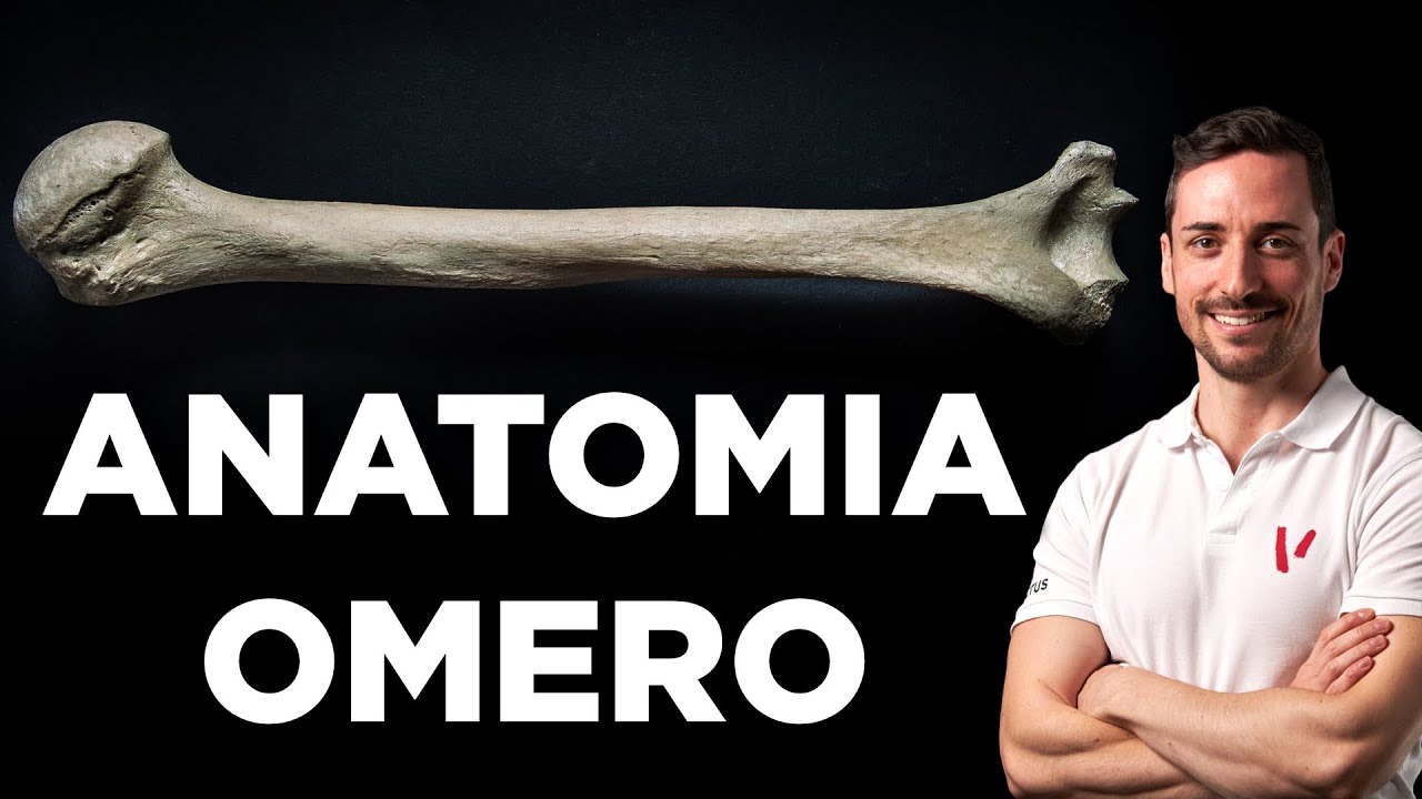 Omero: anatomia e morfologia