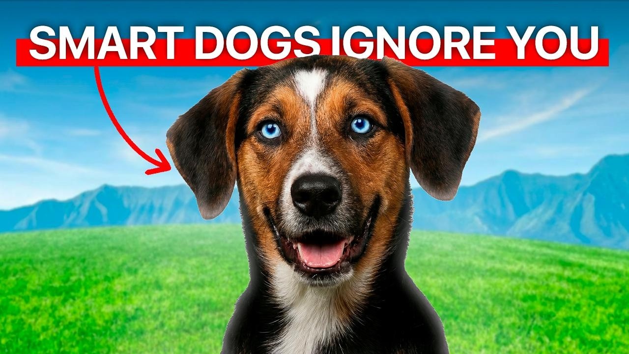 Why Your Dog Still Ignores You (After All That Training)