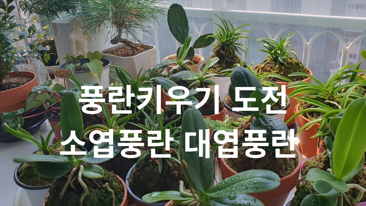 풍란키우기 소엽풍란 대엽풍란 베란다 화분가꾸기 최경현 