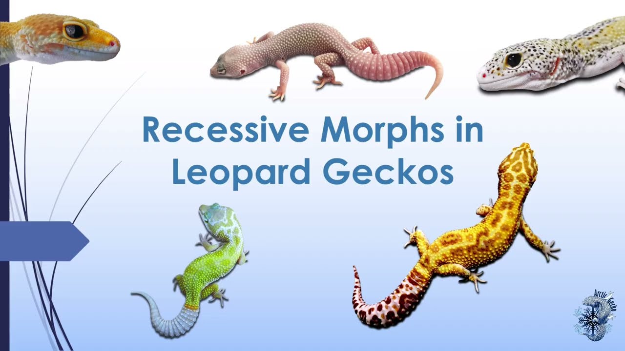 Recessive Morphs in Leopard Geckos | Arctic Gecko