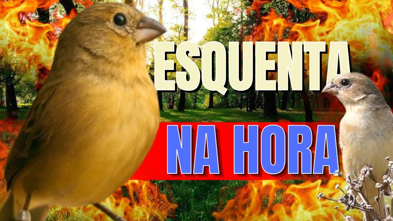 Fêmea de Papa capim Chamando Levanta até Defunto