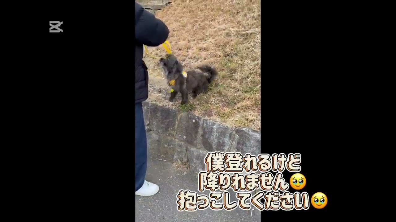 初めてのお散歩🐾 #コギプー #もふもふ #可愛い #癒し  #初めてシリーズ #初めてのお散歩 #puppy  #犬のいる生活 #bolt 